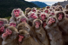 0708-1-monkey-group.jpg