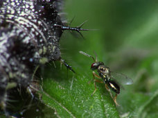 ichneumon-fly& caterpillar 2.jpg