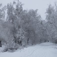 Зимний лес